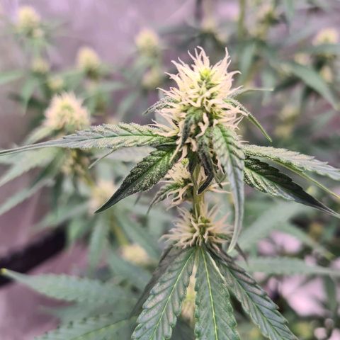 Zkittlez OG #1 growlog photo: Buds wachsen kontinuierlich und sind richtig "frostig"