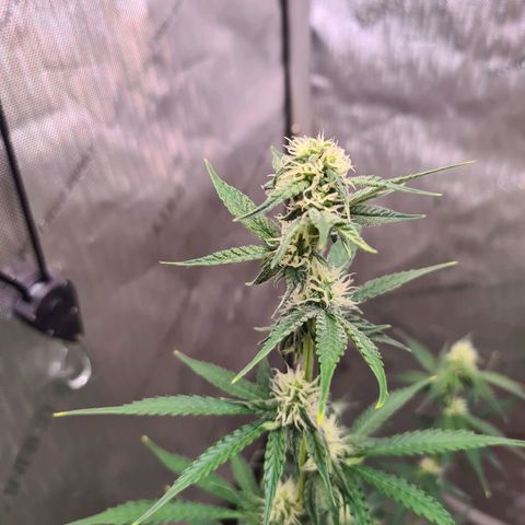 Zkittlez OG #1 growlog photo: Buds wachsen kontinuierlich und sind richtig "frostig"