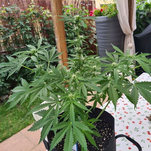 Orange Bud #1 growlog timeline photo
