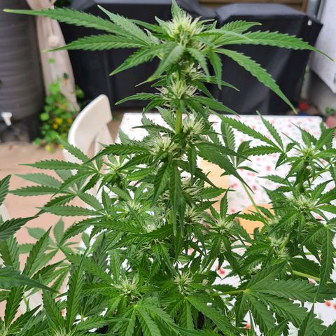 Orange Bud #1 growlog timeline photo