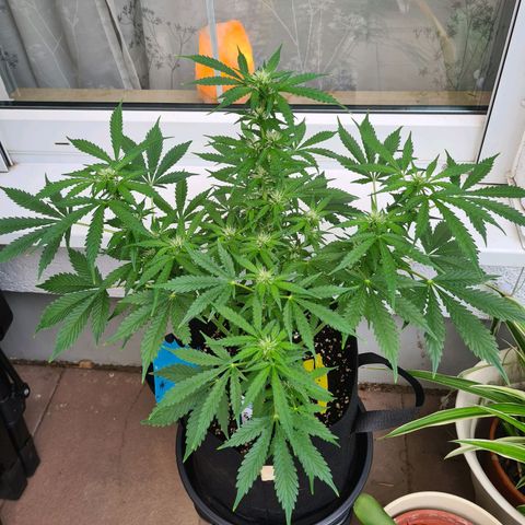 Orange Bud #1 growlog timeline photo