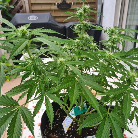 Orange Bud #1 growlog timeline photo