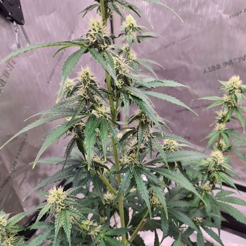 Zkittlez OG #1 growlog timeline photo