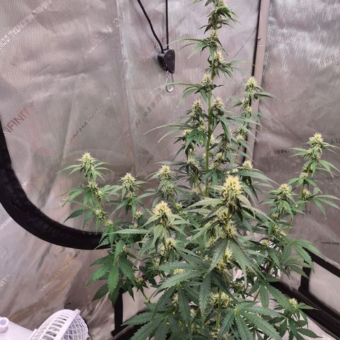 Zkittlez OG #1 growlog timeline photo