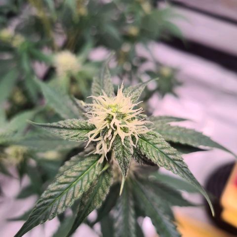 Zkittlez OG #1 growlog timeline photo