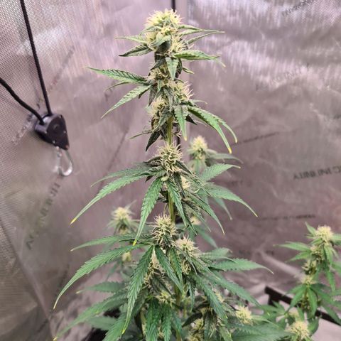 Zkittlez OG #1 growlog timeline photo