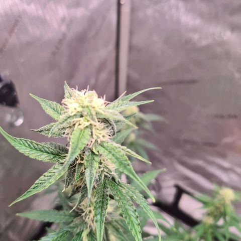 Zkittlez OG #1 growlog timeline photo