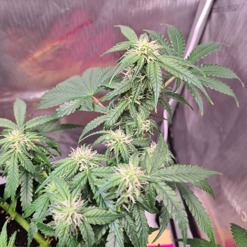 Orange Bud #2 growlog timeline photo