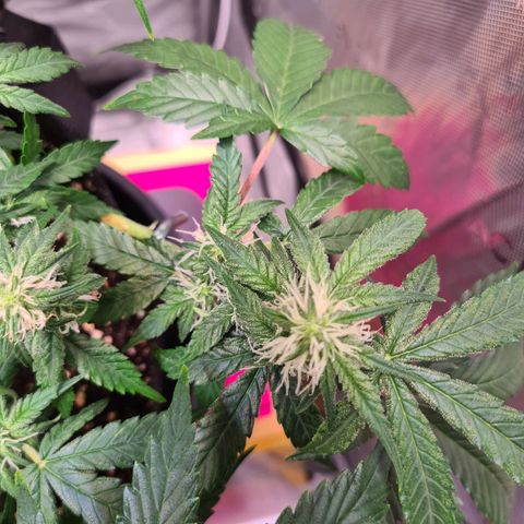 Orange Bud #2 growlog timeline photo