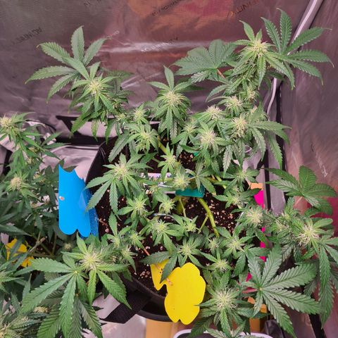 Orange Bud #2 growlog timeline photo