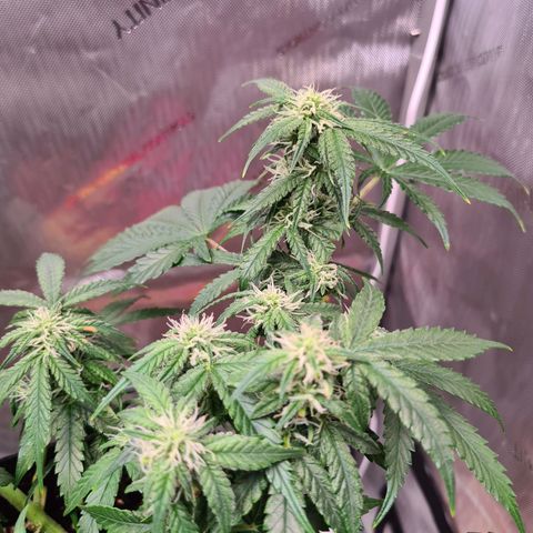 Orange Bud #2 growlog timeline photo
