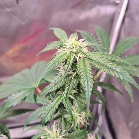 Orange Bud #2 growlog timeline photo