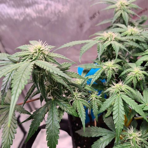 Orange Bud #2 growlog timeline photo