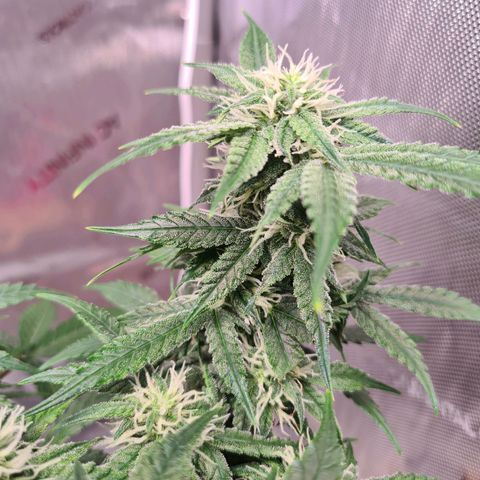 Orange Bud #2 growlog timeline photo
