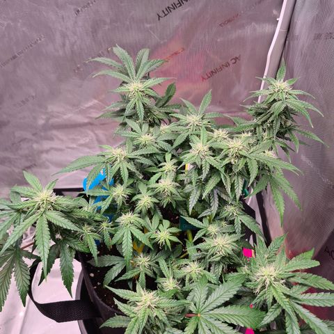 Orange Bud #2 growlog timeline photo