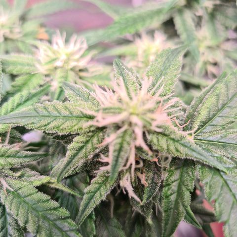 Orange Bud #2 growlog timeline photo