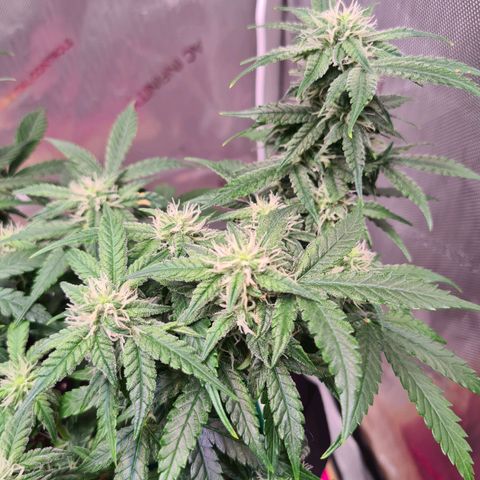 Orange Bud #2 growlog timeline photo