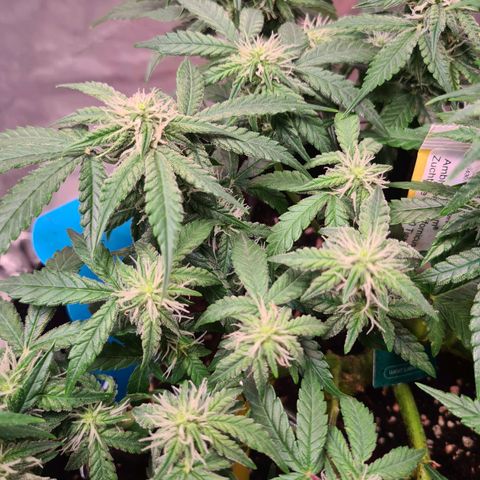 Orange Bud #2 growlog timeline photo