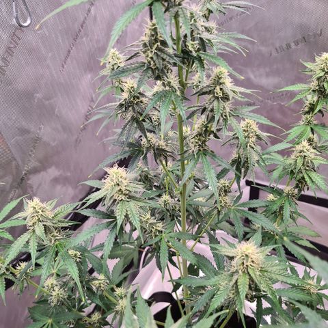 Zkittlez OG #1 growlog timeline photo