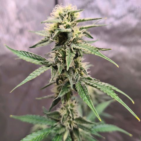 Zkittlez OG #1 growlog timeline photo