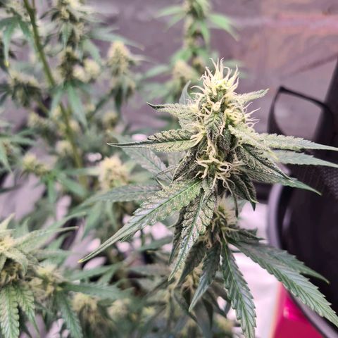 Zkittlez OG #1 growlog timeline photo