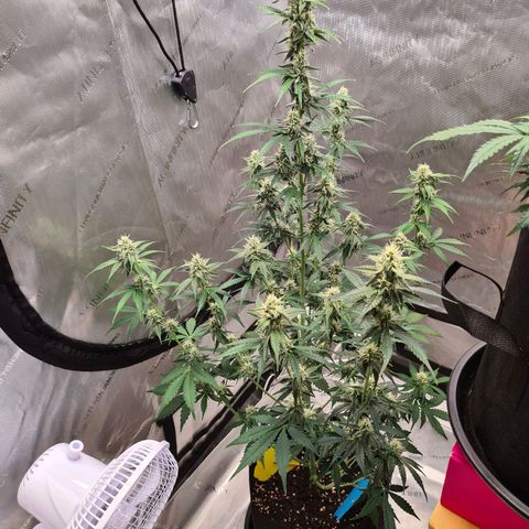 Zkittlez OG #1 growlog timeline photo