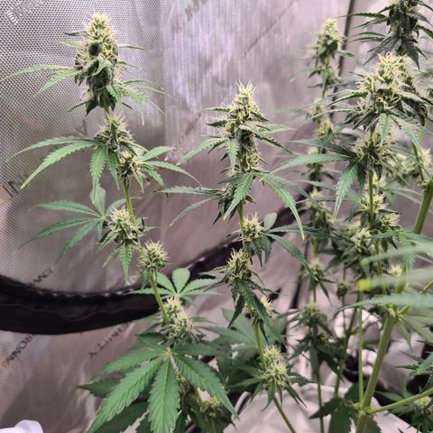 Zkittlez OG #1 growlog timeline photo