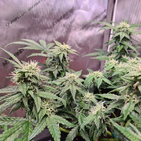 Orange Bud #2 growlog timeline photo