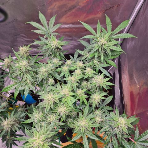 Orange Bud #2 growlog timeline photo