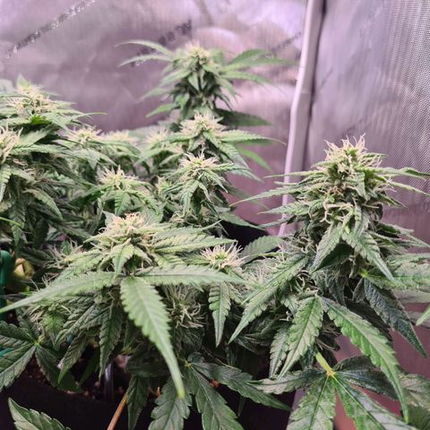 Orange Bud #2 growlog timeline photo