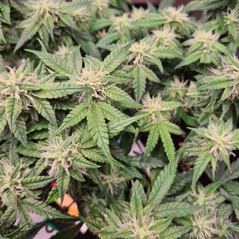 Orange Bud #2 growlog timeline photo