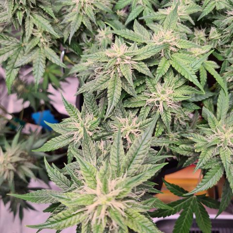 Orange Bud #2 growlog timeline photo