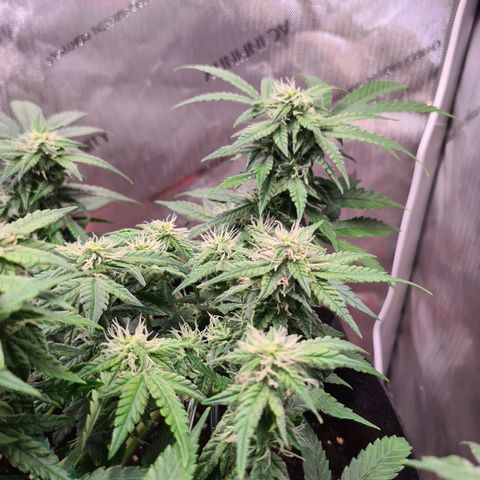 Orange Bud #2 growlog timeline photo