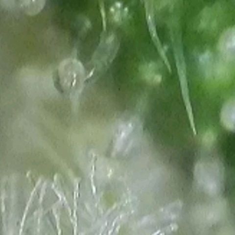 Orange Bud #2 growlog timeline photo