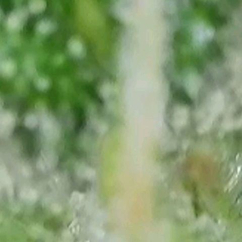 Orange Bud #2 growlog timeline photo