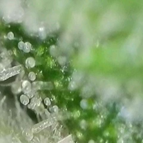 Orange Bud #2 growlog timeline photo