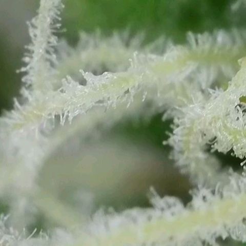 Orange Bud #2 growlog timeline photo