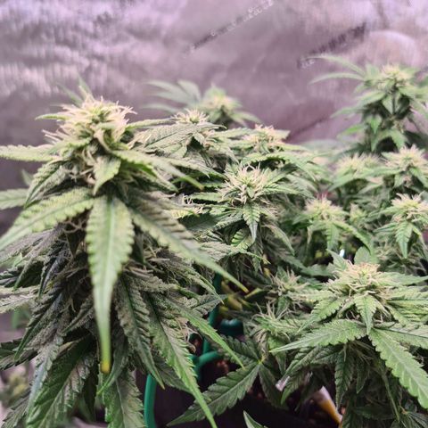 Orange Bud #2 growlog timeline photo