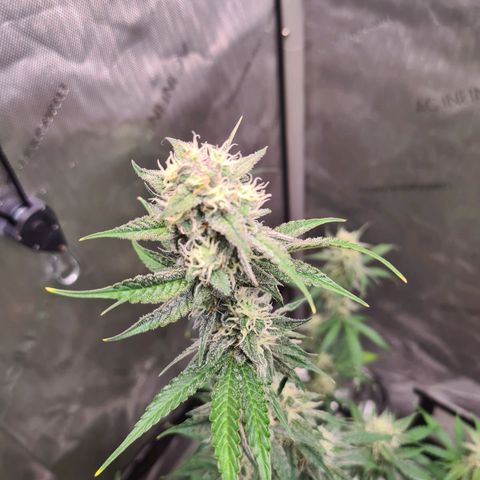 Zkittlez OG #1 growlog timeline photo