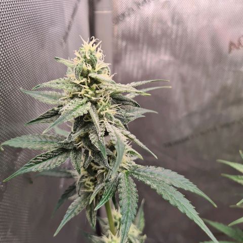 Zkittlez OG #1 growlog timeline photo