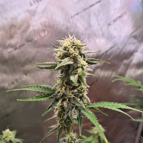 Zkittlez OG #1 growlog timeline photo