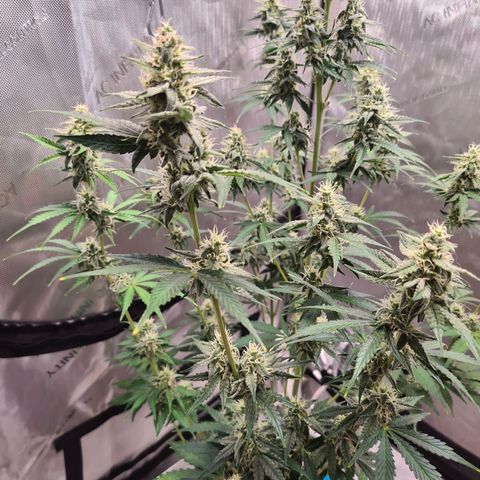 Zkittlez OG #1 growlog timeline photo