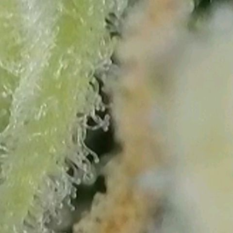 Zkittlez OG #1 growlog timeline photo