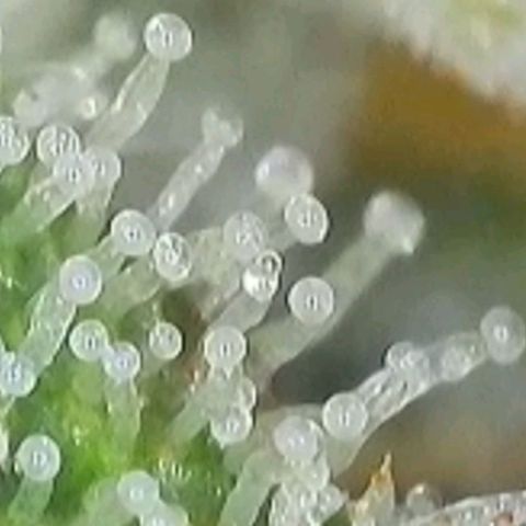 Zkittlez OG #1 growlog timeline photo