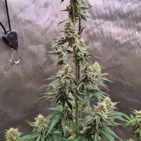Zkittlez OG #1 growlog timeline photo