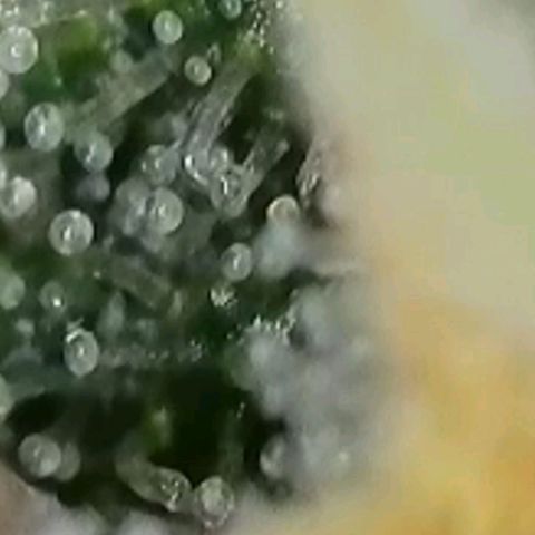 Zkittlez OG #1 growlog timeline photo