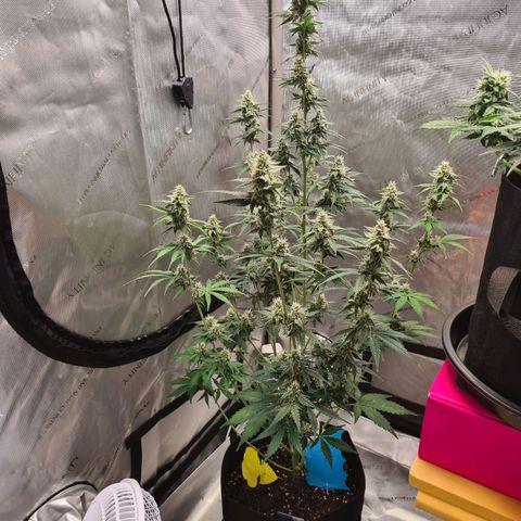 Zkittlez OG #1 growlog timeline photo