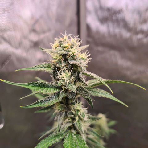 Zkittlez OG #1 growlog timeline photo