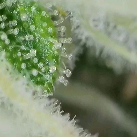 Orange Bud #2 growlog timeline photo