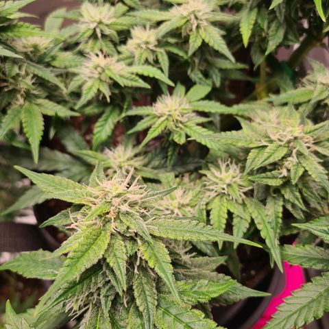 Orange Bud #2 growlog timeline photo